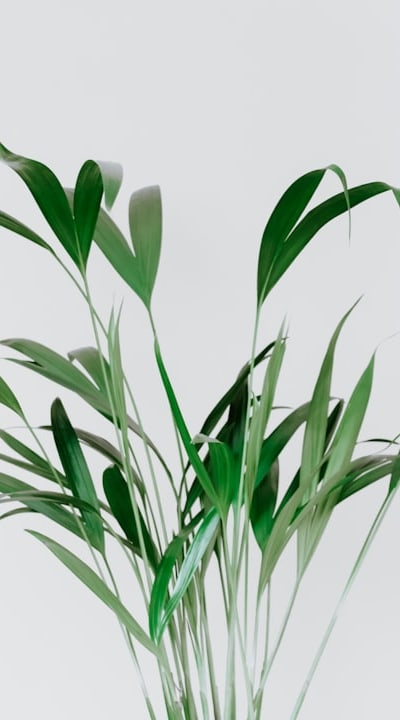 Propagating cottage garden flowers through cuttings: step by step