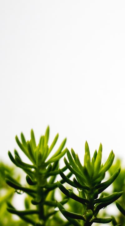 Soil, Herb seedlings in a plant pot
