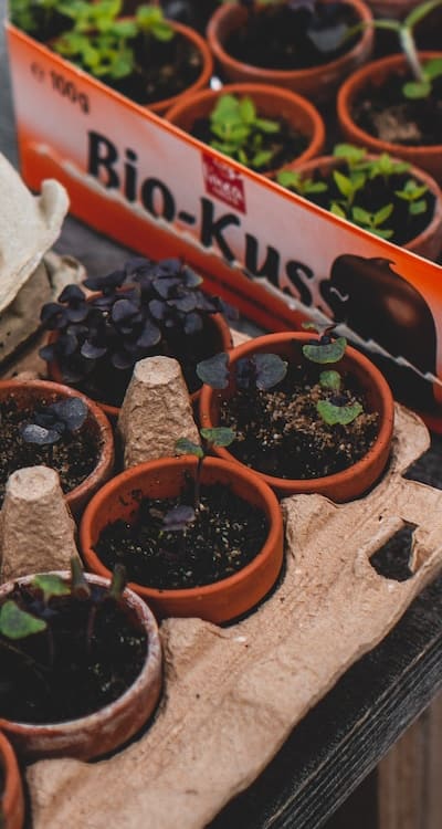 Soil, lots of seedlings in pots