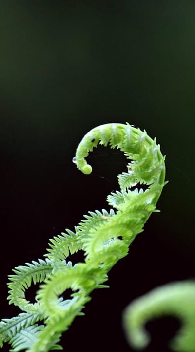 A selection of organic seeds for your garden.