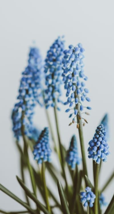 Soil-filled plant pot with pre-soaked seeds