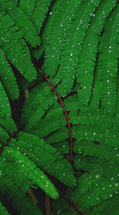 Straightforward direct sowing for beautiful plant growth.