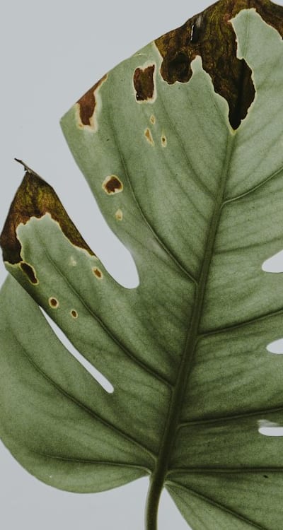 Transplanting seedlings into larger pots or the ground