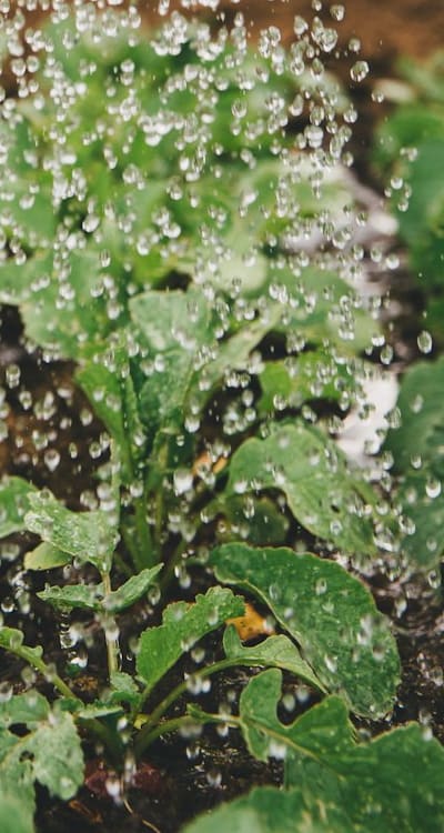 Optimal timing and location for planting squash seeds.