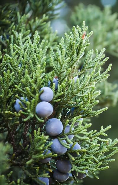 Healthy seedlings thrive with ample sunlight.