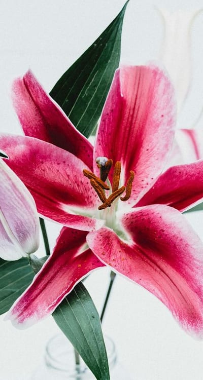 Transplanting zucchini seedlings into larger pots or garden soil.