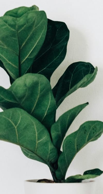 Herb seedlings susceptible to pests and diseases.