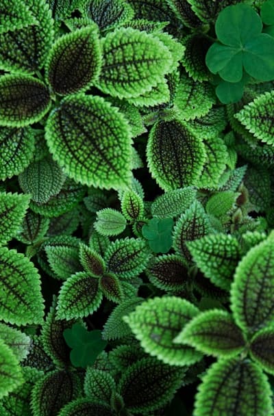 Pest prevention is key for healthy herb seedlings.