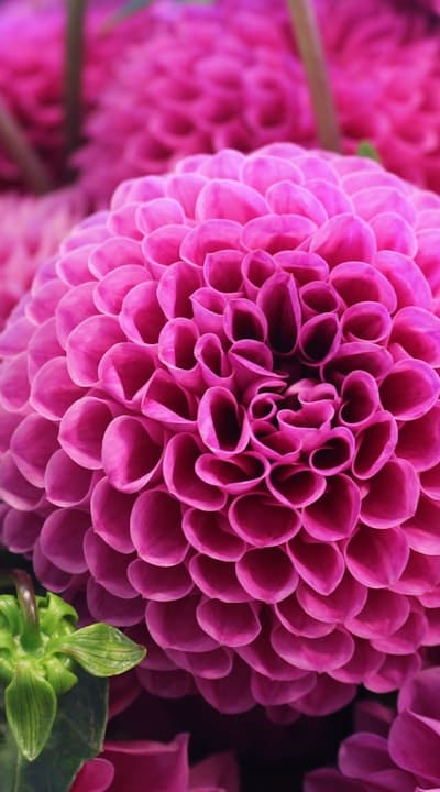 To increase seed saving success, isolate plants and hand pollinate.