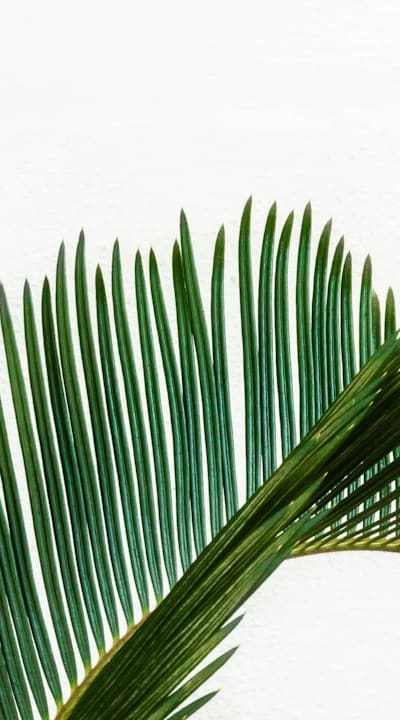 Consider climate and growing conditions before sowing seeds.