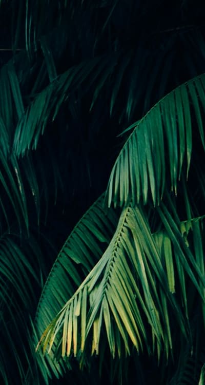 Proper plant spacing promotes healthy growth and disease prevention.