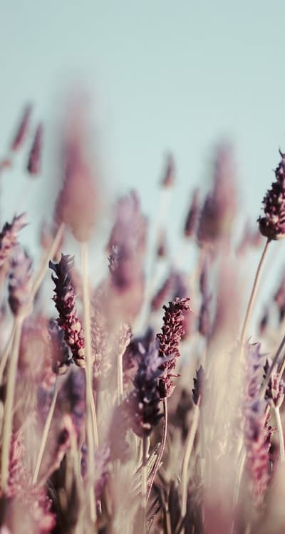 Plant or Flower: Roses