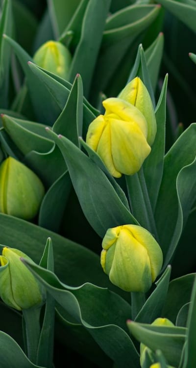 Colorful calendula seeds for a vibrant garden.