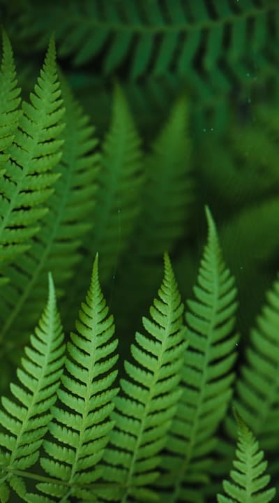 Using cold stratification to break seed dormancy.