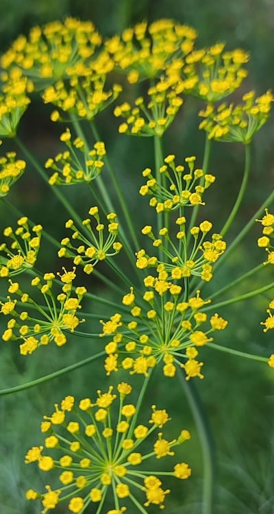 Vegetables: Salad vegetable seeds