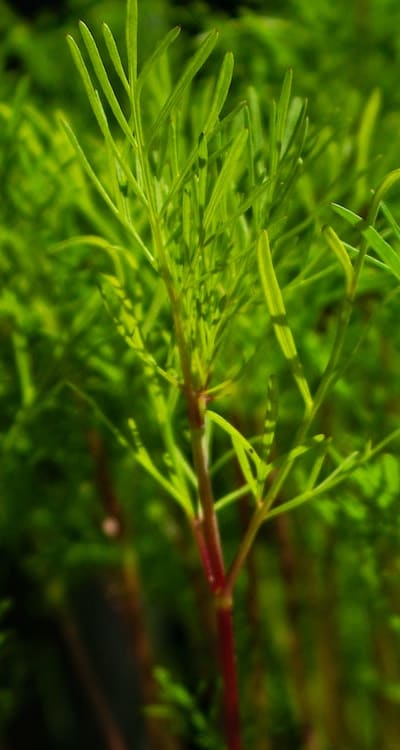 A guide to companion planting techniques for herb seedlings.