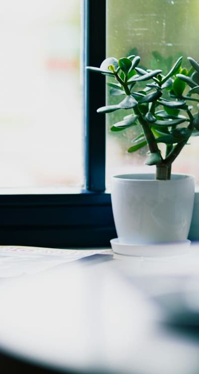 Timing is everything when planting pea seeds.