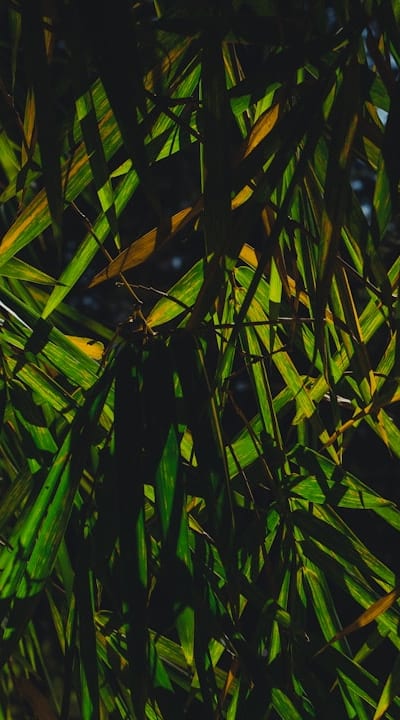 Preparing for successful biennial flower seed planting