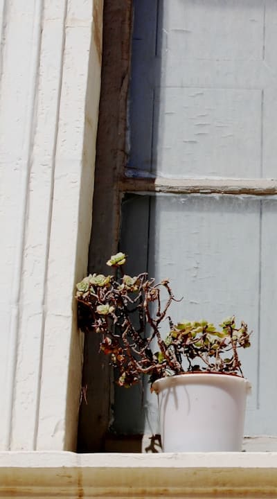 A helpful guide for pruning healthy bean plants.