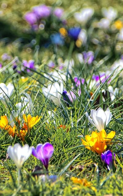 Fall-flowering bulbs bring vibrant colors to your garden