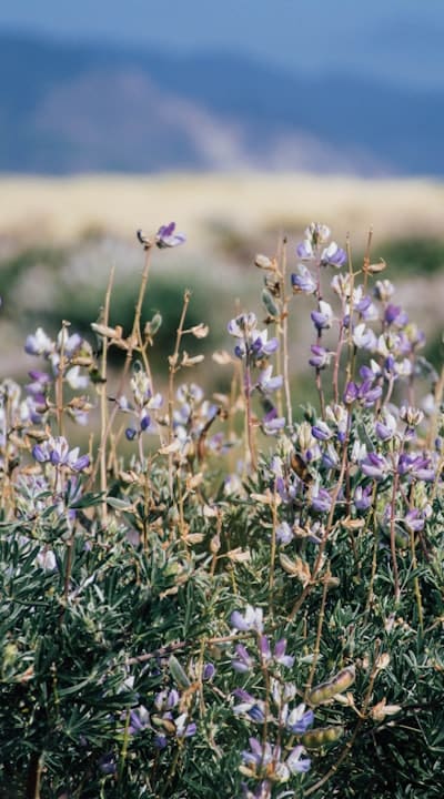 Caring for your cut flower plants to ensure optimal growth.