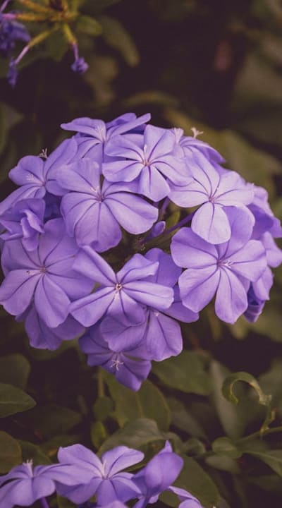 Native plants create a balanced and resilient ecosystem.