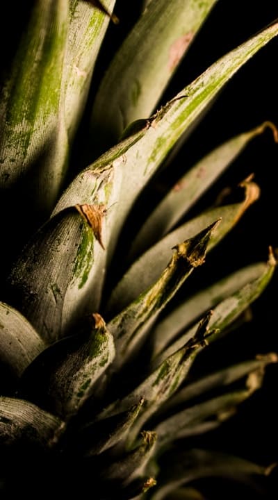 Biodiversity and Organic Food Production: Harvesting Natures Bounty