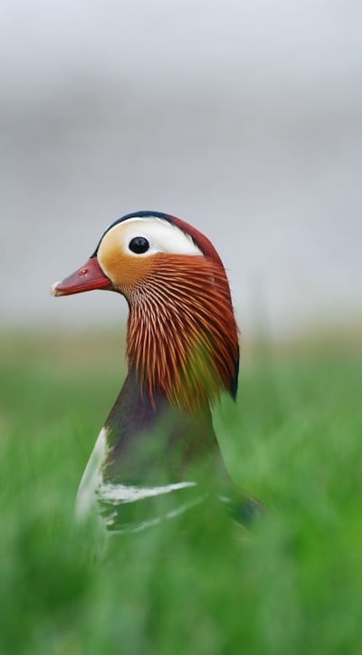 Clearing the area for optimal wildflower growth.