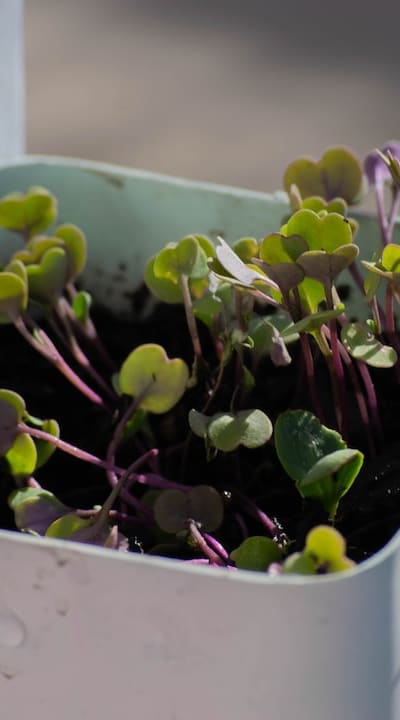 Companion planting for herb seedlings in a garden