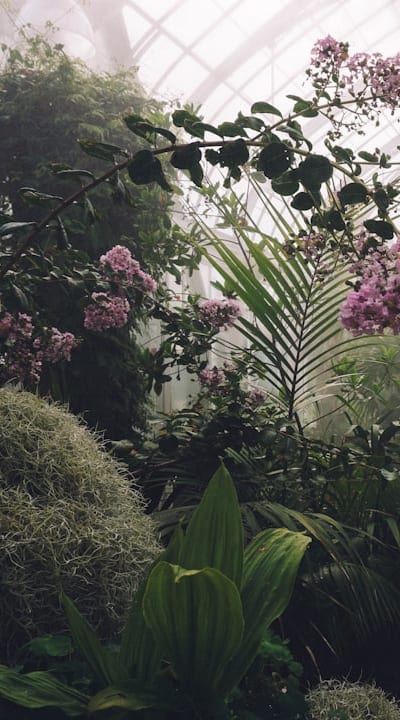 Proper watering and mulching for healthy plants.