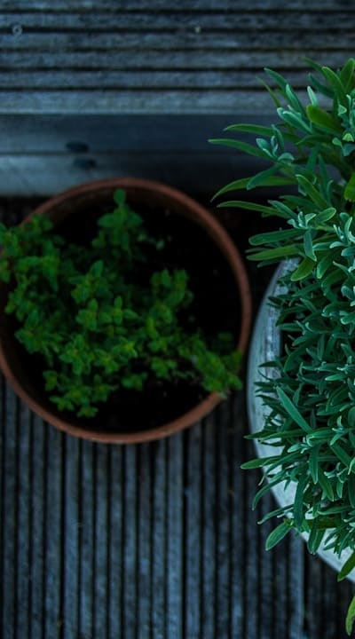 Bouquet of roses and babys breath