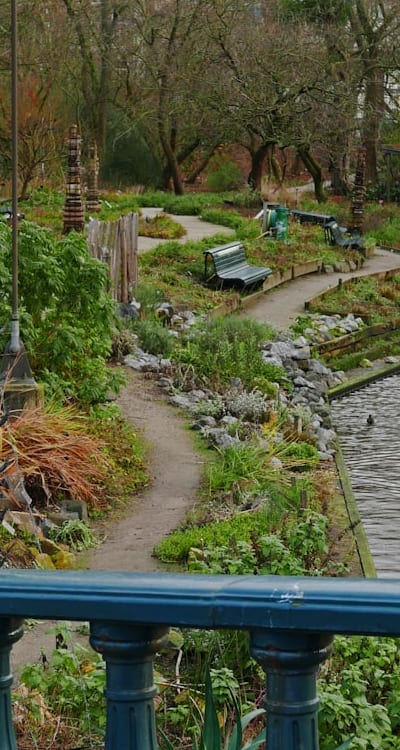 Step-by-step guide to growing annual flowers from seeds