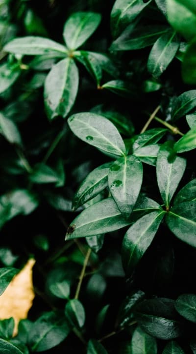 Consider climate and location when selecting rare cut flower seeds.