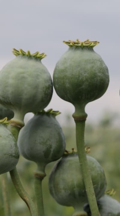 Germinating perennial flower seeds for a beautiful garden