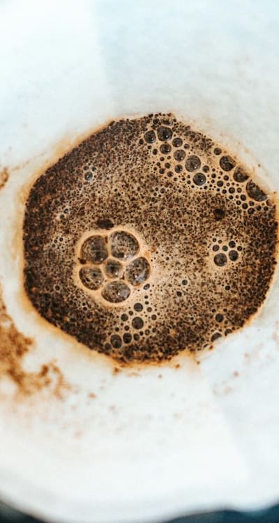 Guide to Growing Gymnosperm Seeds Organically