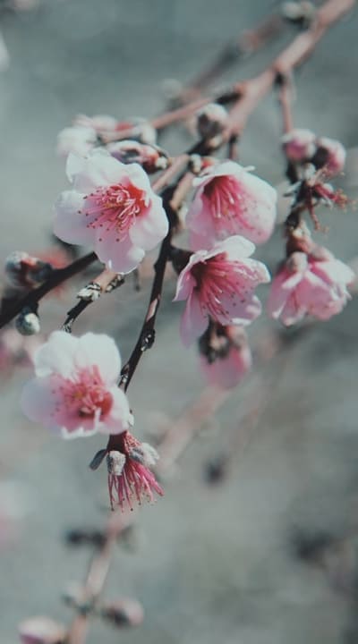 Planting heirloom cottage garden flowers for success