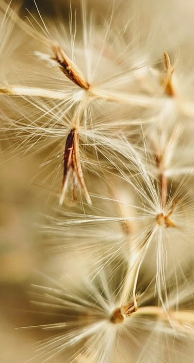 Embryonic shoot of dicot seed developing above-ground structures.