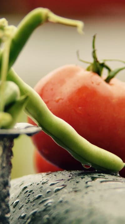 Maximizing pole bean harvest through proper care.