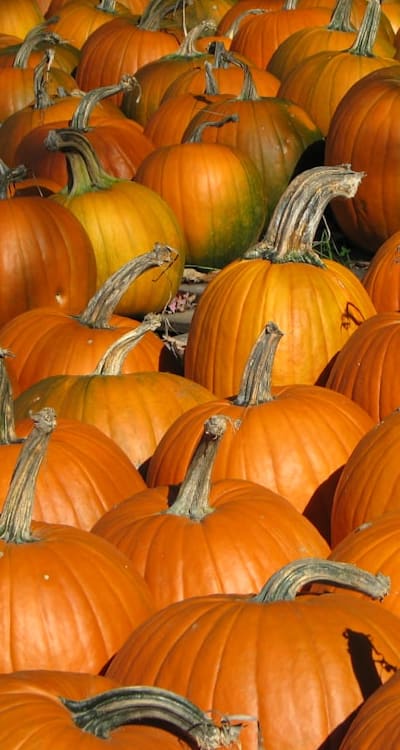 A bountiful harvest of pole beans.
