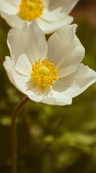 Wind pollination and animal pollination in gymnosperms.