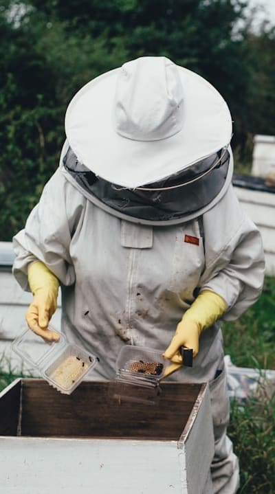 Enchanting poppies nourishing bees and butterflies in a garden.