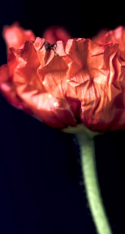 Alt text: A garden filled with vibrant poppies, an oasis for pollinators.