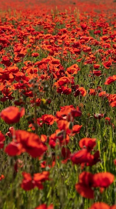 Preventing fungal diseases in poppy plants.