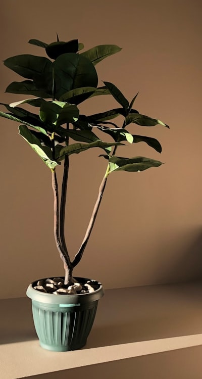 Tips for growing healthy and productive bean plants