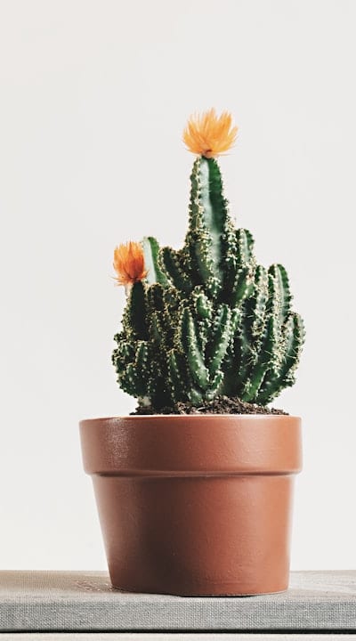 Transplanting vine seedlings to the garden bed