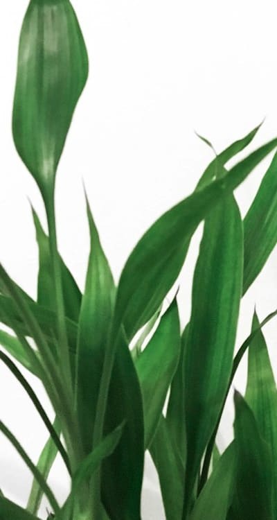 Inspecting mature potatoes for harvest in the garden