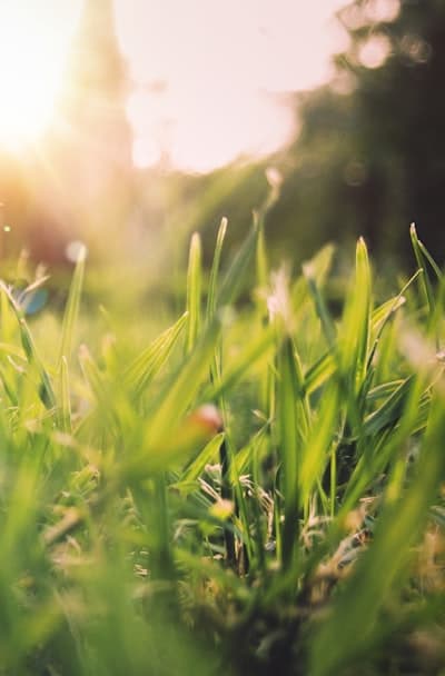 Planting potatoes in spring for optimum growth.