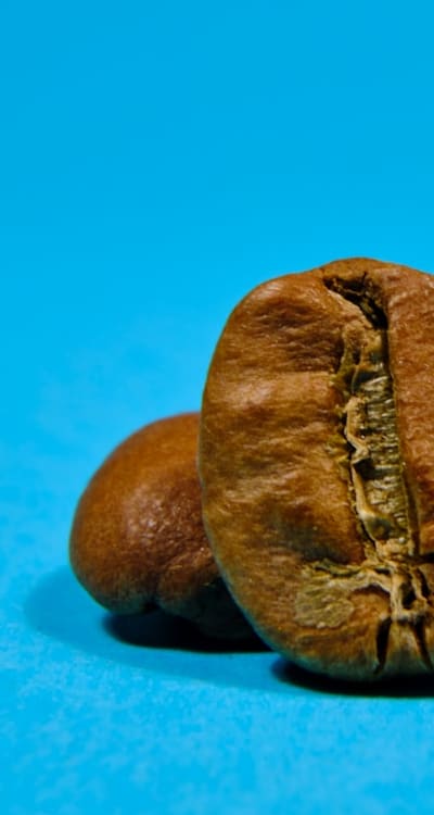 Sprouting seed potatoes in a well-lit area