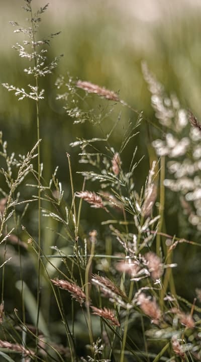 Alt text: Wildflower seeds in a hand, ready to be planted