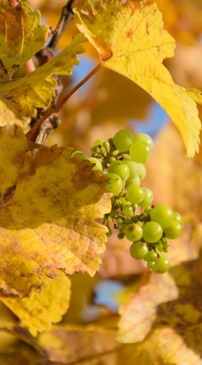 Pruning grape vine branches for healthier growth.